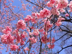 櫻花的花語是什么，有什么寓意？