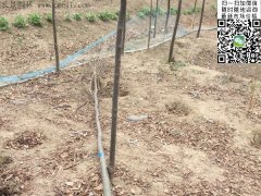 你還在為買櫸樹四處奔波嗎？那你就out了，告訴