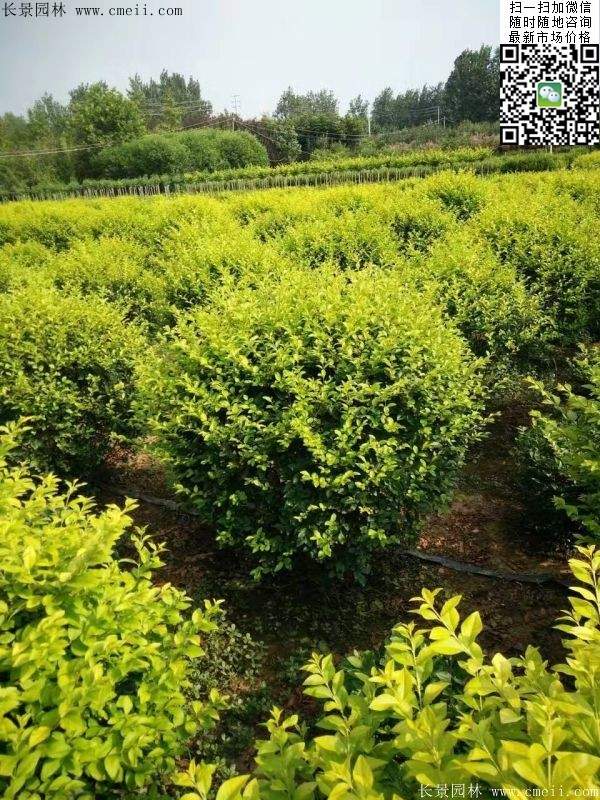 金葉女貞毛球--長(zhǎng)景園林 金葉女貞毛球--長(zhǎng)景園林