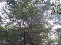 櫸樹不管是在綠化界，還是在建筑界都會(huì)令你刮