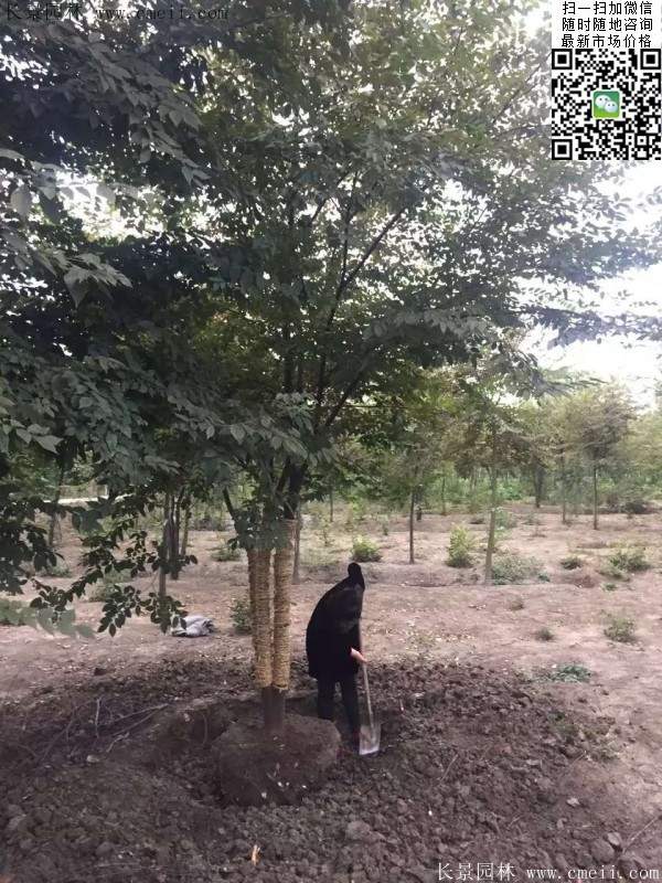 櫸樹(shù)修剪整形 櫸樹(shù)修剪整形