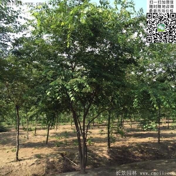櫸樹(shù)修剪整形 櫸樹(shù)修剪整形