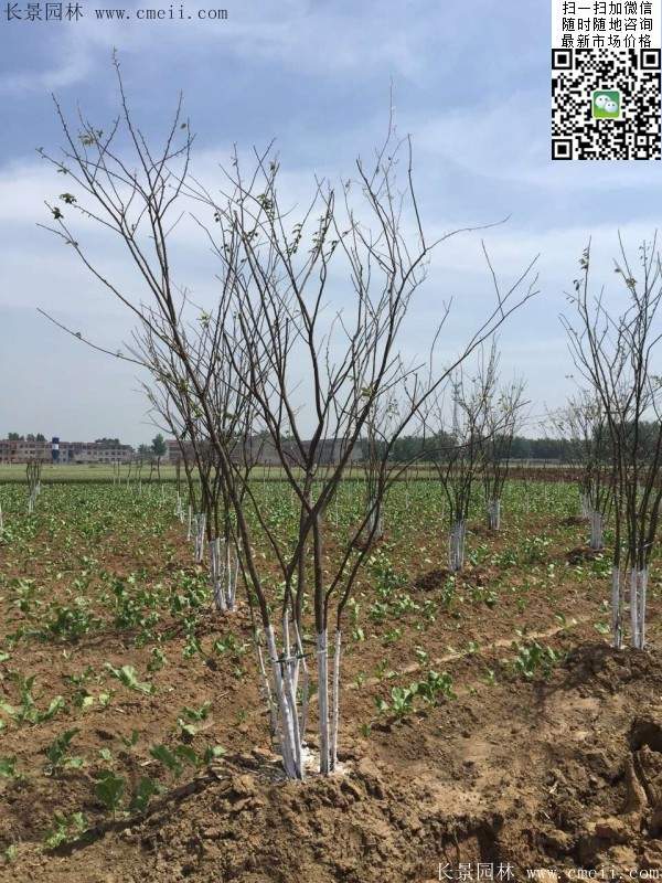 櫸樹(shù)修剪整形 櫸樹(shù)修剪整形