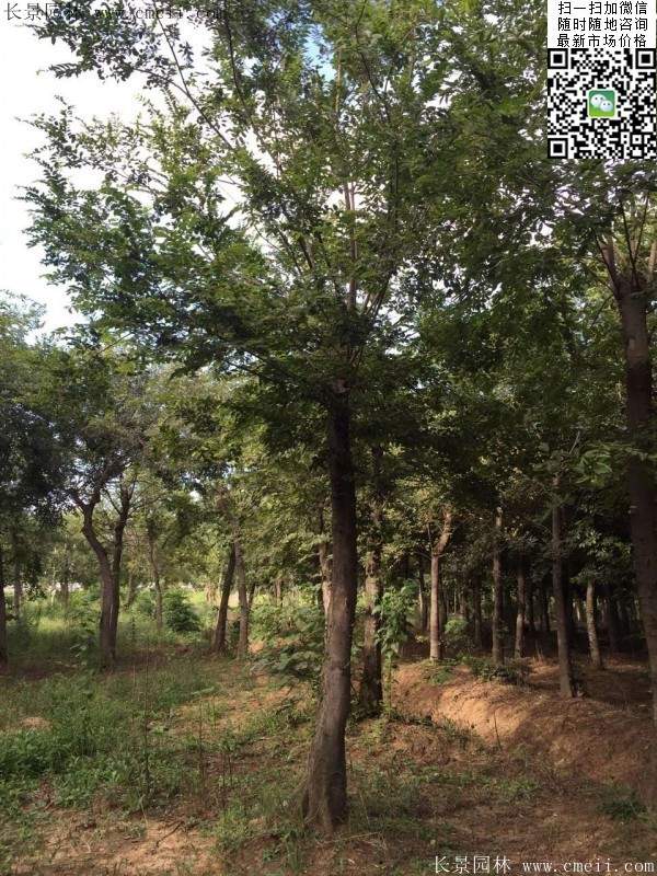 櫸樹(shù)修剪整形 櫸樹(shù)修剪整形