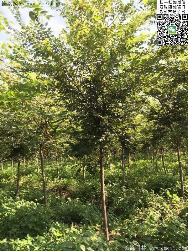 櫸樹(shù)修剪整形 櫸樹(shù)修剪整形