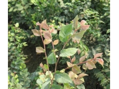 紅櫸與櫸樹有什么不同？