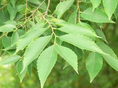 專家提醒：櫸樹和樸樹不是同一種樹嗎？