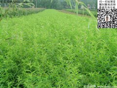 哪里有桃樹苗賣，偷偷告訴你一家又好又便宜的