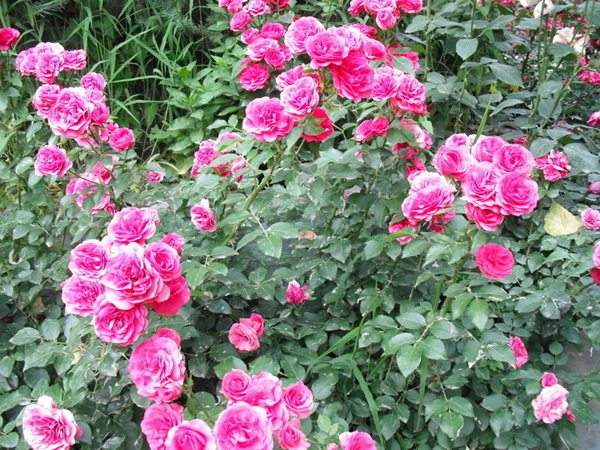 藤本月季花語是什么?