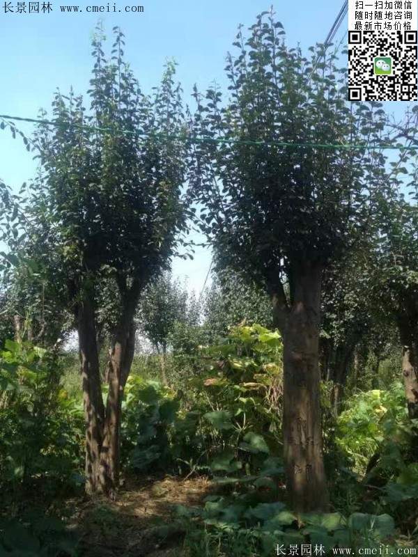木瓜樹(shù)品種 木瓜樹(shù)品種
