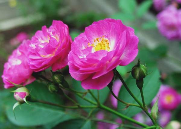 沭陽薔薇苗 沭陽薔薇苗