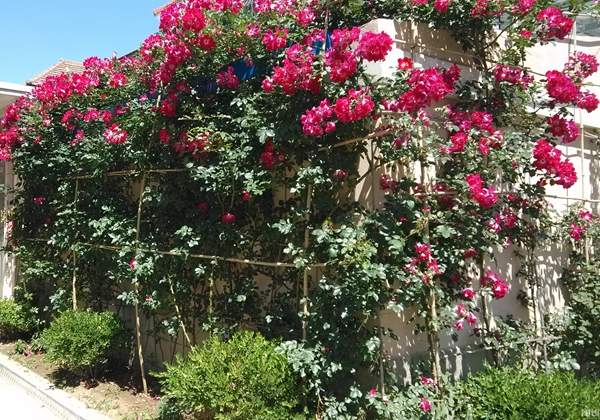 薔薇花 薔薇花
