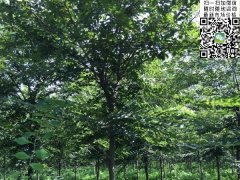 目前國(guó)內(nèi)櫸樹哪里最多，你一定不知