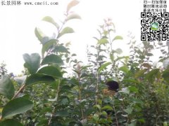「內(nèi)部資料」行內(nèi)采購流蘇樹報價單曝光！