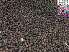 2020下半年最新欒樹籽多少錢一斤？