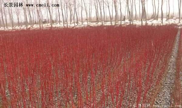 沭陽(yáng)紅瑞木 沭陽(yáng)紅瑞木