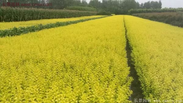 金葉女貞苗、金葉女貞球
