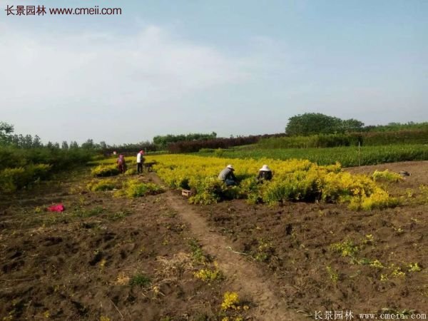 沭陽(yáng)金葉女貞基地 沭陽(yáng)金葉女貞基地