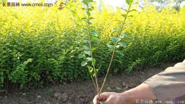 沭陽(yáng)金葉女貞基地 沭陽(yáng)金葉女貞基地