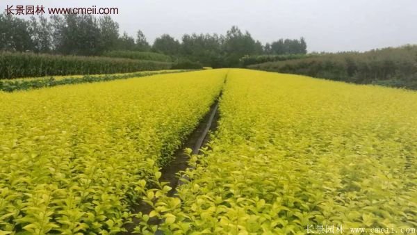 沭陽(yáng)金葉女貞基地 沭陽(yáng)金葉女貞基地