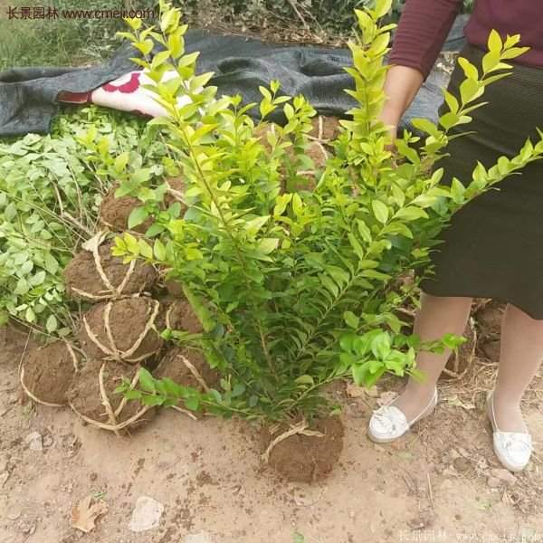 沭陽金葉女貞 沭陽金葉女貞