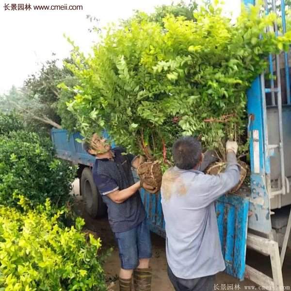 沭陽金葉女貞 沭陽金葉女貞