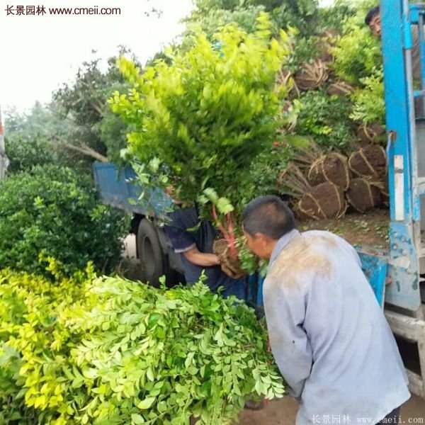 沭陽金葉女貞 沭陽金葉女貞