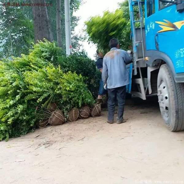 沭陽金葉女貞 沭陽金葉女貞