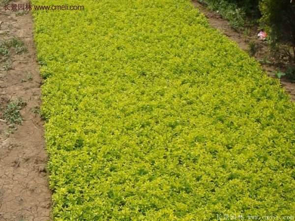 沭陽(yáng)金葉女貞基地 沭陽(yáng)金葉女貞基地