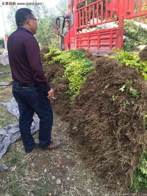 沭陽(yáng)金葉女貞基地 沭陽(yáng)金葉女貞基地