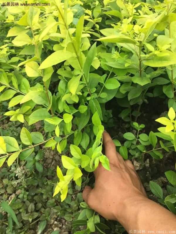 沭陽金葉女貞苗 沭陽金葉女貞苗