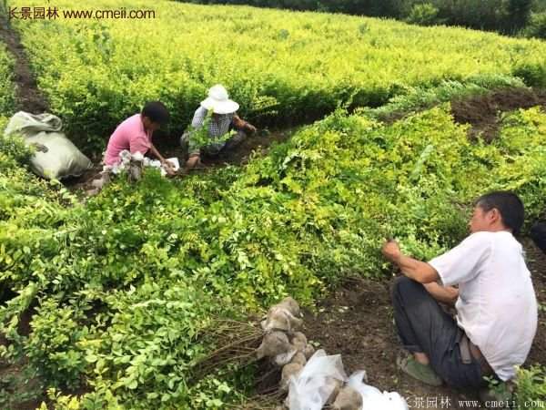 沭陽金葉女貞苗 沭陽金葉女貞苗