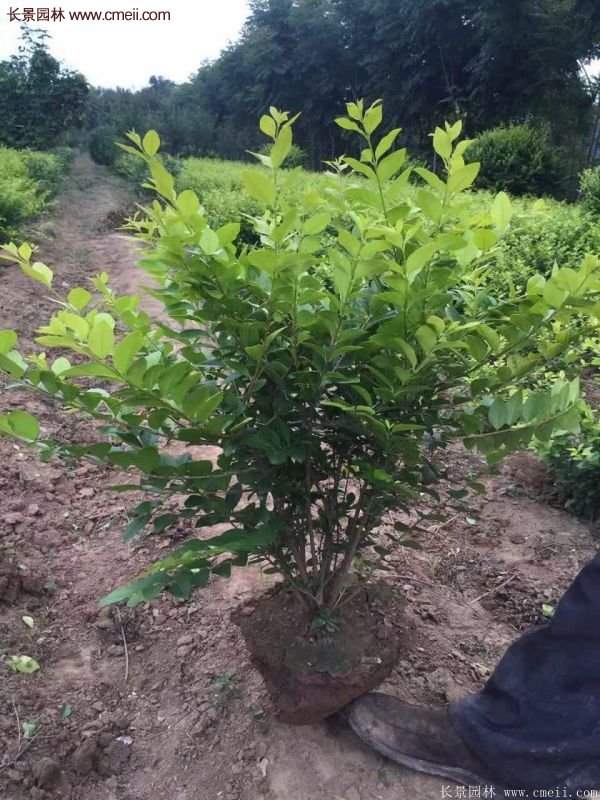 沭陽金葉女貞球 沭陽金葉女貞球