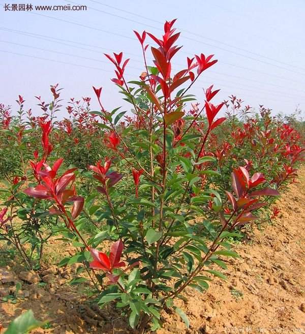 沭陽紅葉石楠基地小苗 沭陽紅葉石楠基地小苗