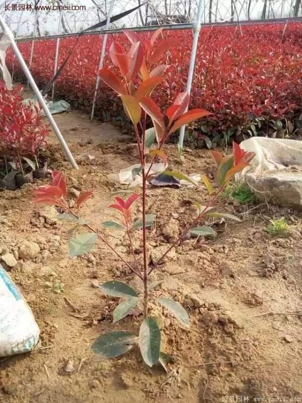 沭陽基地的紅葉石楠苗 沭陽基地的紅葉石楠苗