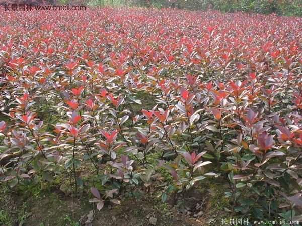 紅葉石楠造型 紅葉石楠造型