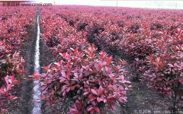 紅葉石楠造型 紅葉石楠造型