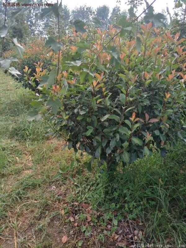 紅葉石楠造型 紅葉石楠造型