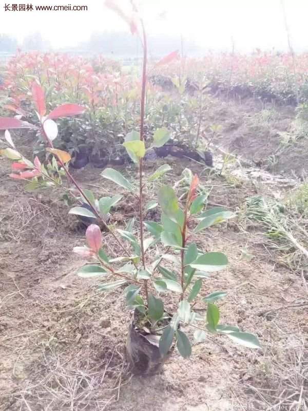 沭陽(yáng)紅葉石楠基地 沭陽(yáng)紅葉石楠基地