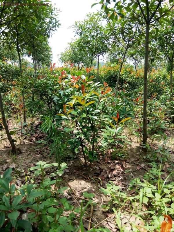 沭陽(yáng)基地的紅葉石楠 沭陽(yáng)基地的紅葉石楠
