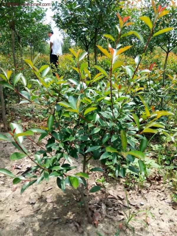 沭陽(yáng)基地的紅葉石楠 沭陽(yáng)基地的紅葉石楠
