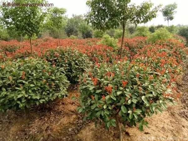 沭陽(yáng)基地的紅葉石楠 沭陽(yáng)基地的紅葉石楠