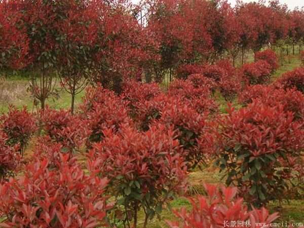 沭陽(yáng)基地的紅葉石楠 沭陽(yáng)基地的紅葉石楠