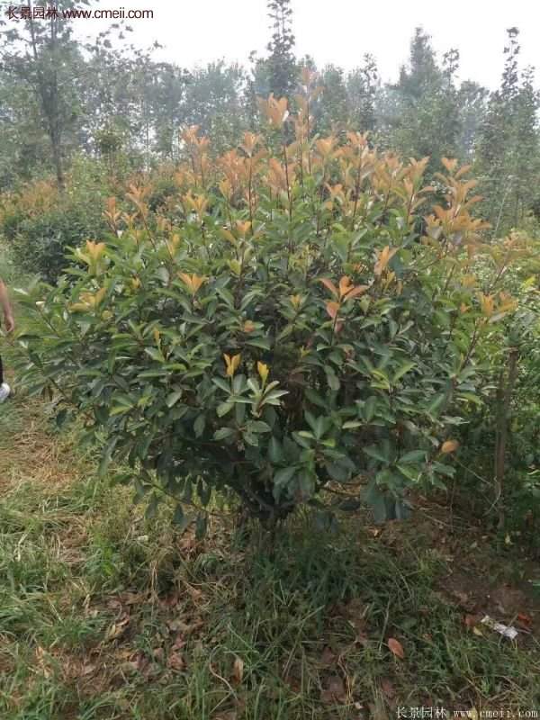 沭陽(yáng)基地的紅葉石楠 沭陽(yáng)基地的紅葉石楠