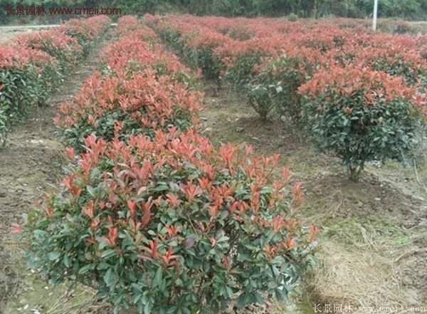 沭陽紅葉石楠基地 沭陽紅葉石楠基地