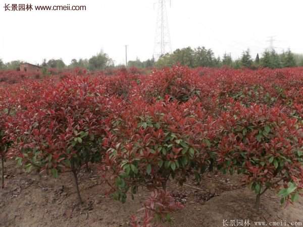 沭陽紅葉石楠基地 沭陽紅葉石楠基地