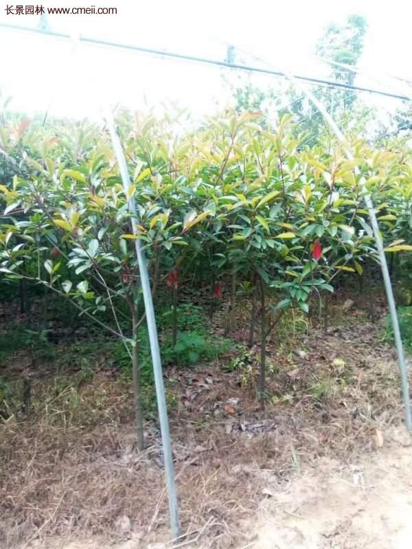 紅葉石楠基地 紅葉石楠基地
