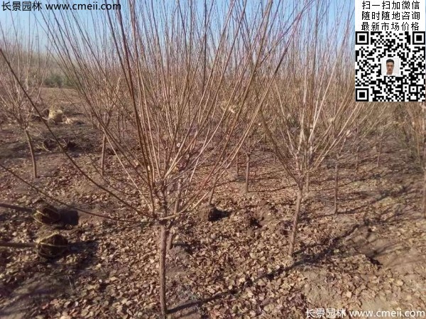 地徑5-7公分紅梅，數(shù)量7000棵左右