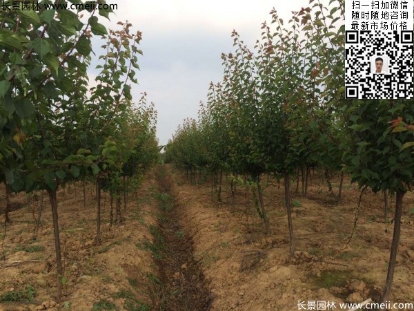 地徑5-7公分紅梅，數(shù)量7000棵左右