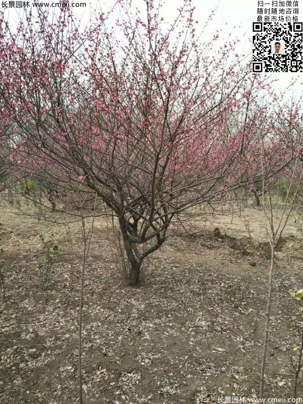 地徑5-7公分紅梅,數(shù)量7000棵左右